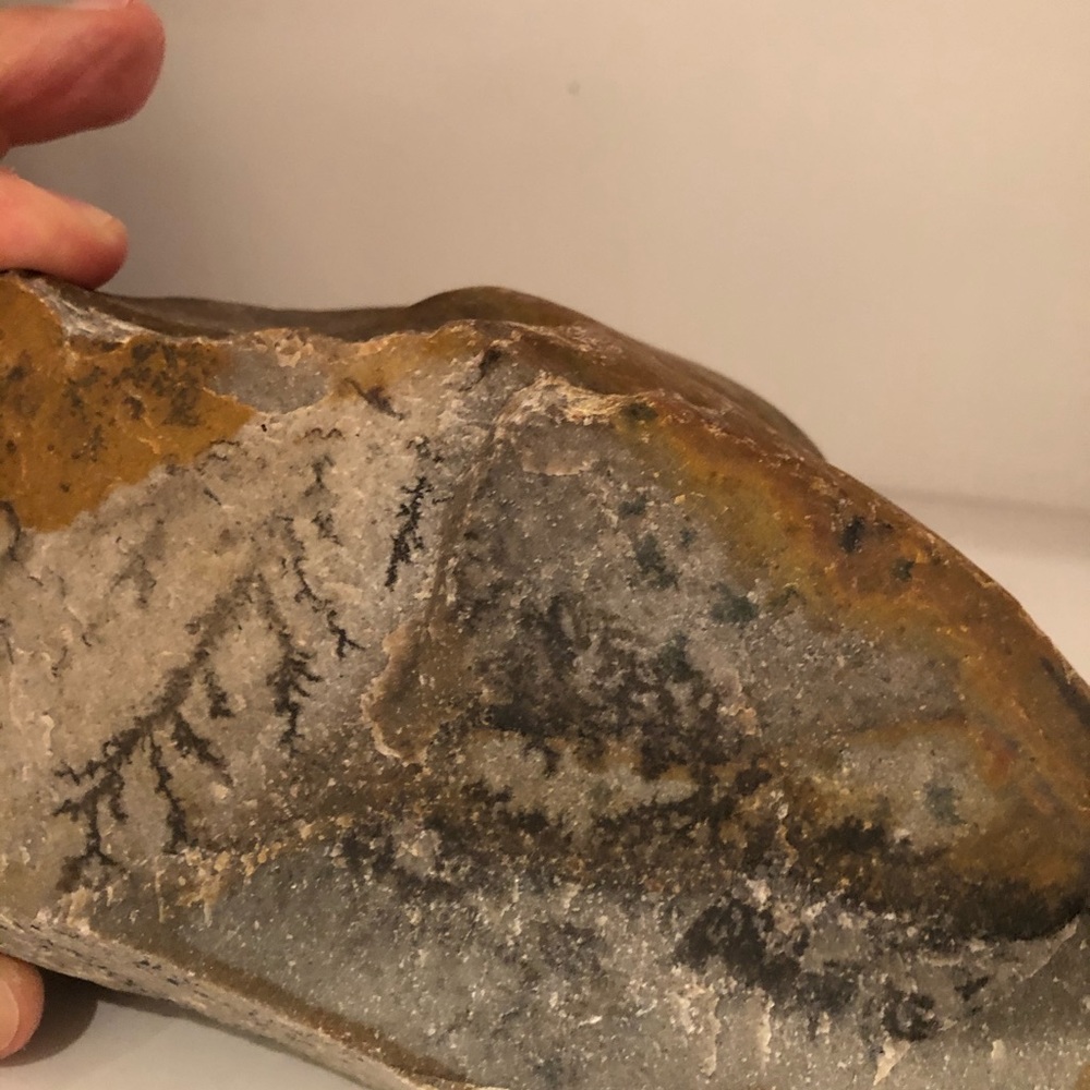 Fossilized leaf on stone from Arizona dessert